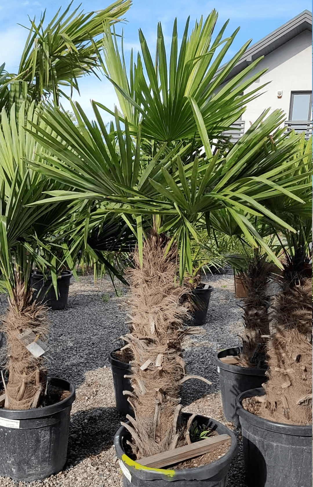 Trachycarpus Fortunei